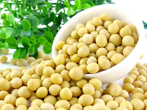 豆芽機怎么生長豆芽 豆芽機怎么生長豆芽