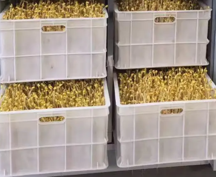 豆芽機怎么生產豆芽 豆芽機怎么生產豆芽