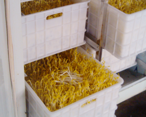 豆貴妃豆芽機 豆貴妃豆芽機