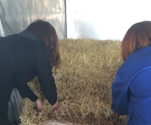 無公害豆芽機豆貴妃 無公害豆芽機豆貴妃