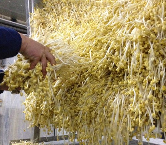 小型豆芽機生產豆芽需不需添加劑