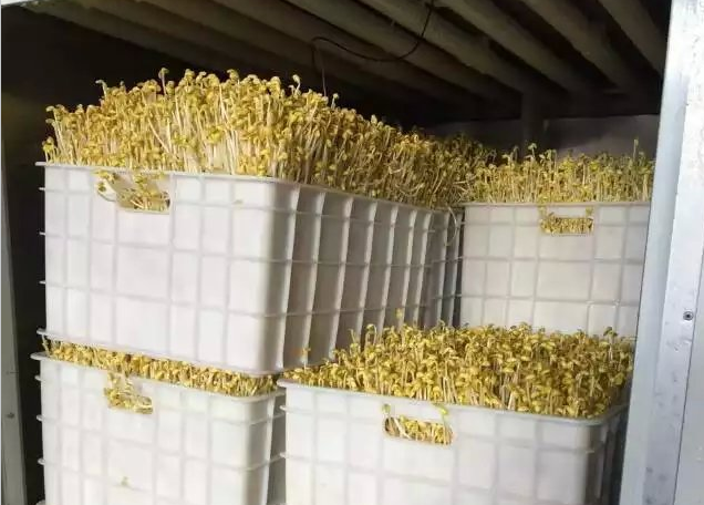 多功能豆芽機怎么生產豆芽