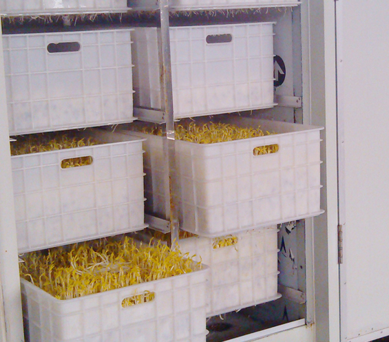 豆貴妃豆芽機怎么生產豆芽 豆貴妃豆芽機怎么生產豆芽