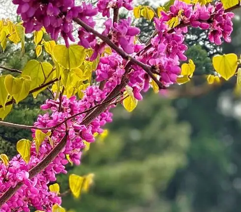 用豆皮機做豆皮的春天來臨 用豆皮機做豆皮的春天來臨