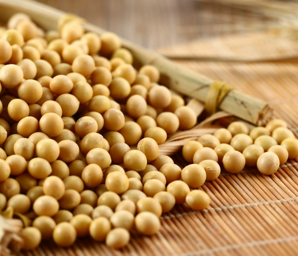 用豆腐機做豆腐，應該選用什么樣的大豆