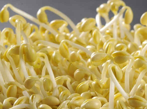 豆腐機老鐵看豆芽機 豆腐機老鐵看豆芽機