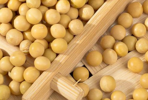 用豆芽機做豆芽應(yīng)該用什么樣的大豆 用豆芽機做豆芽應(yīng)該用什么樣的大豆