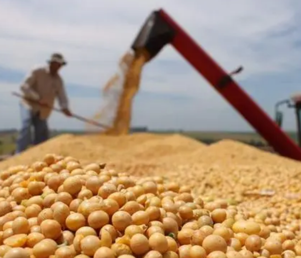豆腐機對于大豆浸泡有什么要求 豆腐機對于大豆浸泡有什么要求