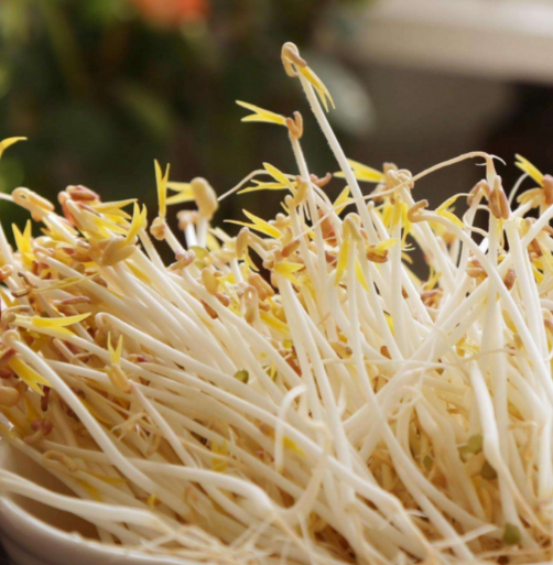 豆芽機怎么做產量高