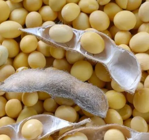 用豆腐機做豆腐怎么選豆