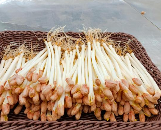 豆芽機能生產(chǎn)花生芽嗎 豆芽機能生產(chǎn)花生芽嗎