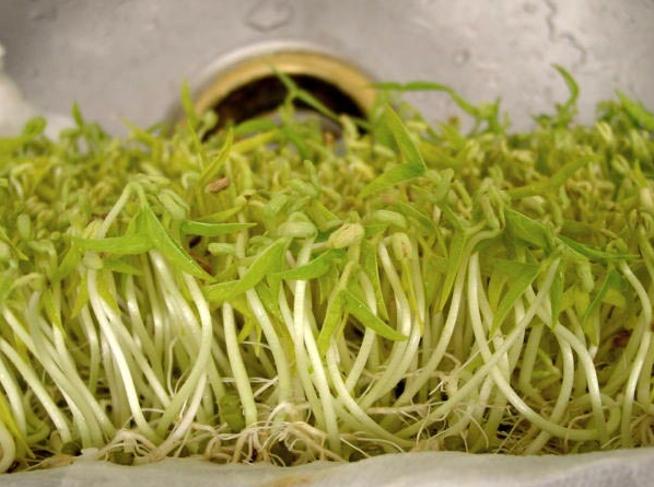 豆貴妃豆芽機怎么生產(chǎn)綠豆芽