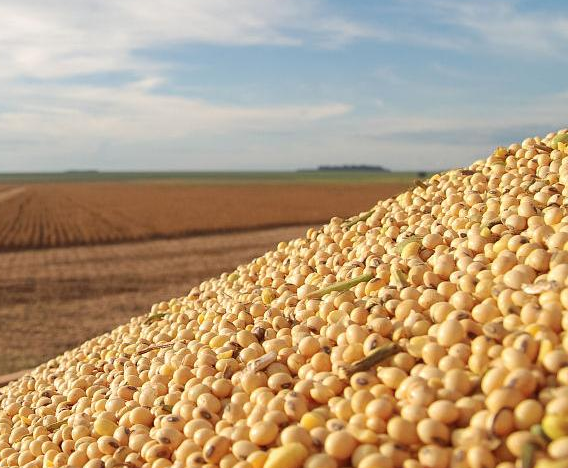 什么樣的黃豆適合做豆腐 什么樣的黃豆適合做豆腐